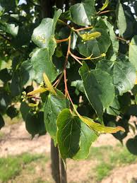 Attēlu rezultāti vaicājumam “Tilia cordata”