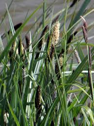 Attēlu rezultāti vaicājumam “Carex acutiformis”