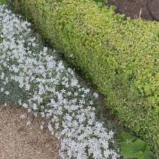 Image result for cerastium tomentosum