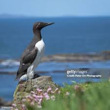 Image result for Uria aalge