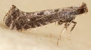 Attēlu rezultāti vaicājumam “Parornix anglicella”