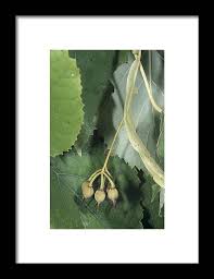 Attēlu rezultāti vaicājumam “Tilia tomentosa fruit”