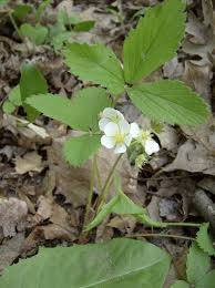 Attēlu rezultāti vaicājumam “Fragaria viridis leaf”
