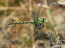 Attēlu rezultāti vaicājumam “Ophiogomphus cecilia”