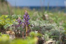Attēlu rezultāti vaicājumam “Orobanche coerulescens flower”