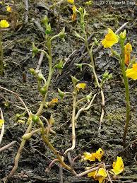 Attēlu rezultāti vaicājumam “Utricularia vulgaris flower”