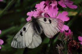 Attēlu rezultāti vaicājumam “Parnassius mnemosyne underside”