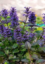 Attēlu rezultāti vaicājumam “Ajuga reptans leaf”