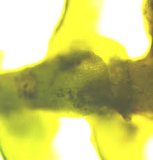 Attēlu rezultāti vaicājumam “Porella platyphylla macro”