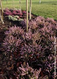 Attēlu rezultāti vaicājumam “Erica x darleyensis”