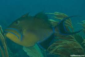 Image result for Balistes vetula