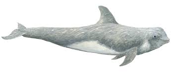 Image result for Grampus griseus