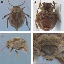Attēlu rezultāti vaicājumam “Ptinus sp. male”
