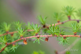 Attēlu rezultāti vaicājumam “Larix kaempferi leaf”