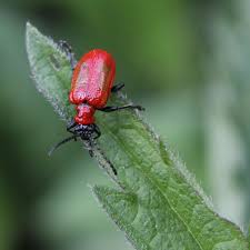 Attēlu rezultāti vaicājumam “Lilioceris lilii”