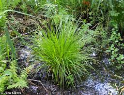 Attēlu rezultāti vaicājumam “Carex elongata”
