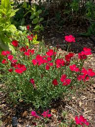 Attēlu rezultāti vaicājumam “Dianthus deltoides”