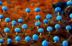 Attēlu rezultāti vaicājumam “Physarum murinum macro”