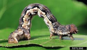 Attēlu rezultāti vaicājumam “Erannis defoliaria larva”