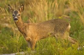 Attēlu rezultāti vaicājumam “Capreolus capreolus”