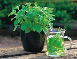 Image result for Stevia rebaudiana