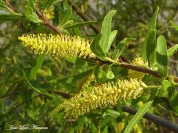 Attēlu rezultāti vaicājumam “Salix x doniana flower”