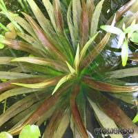 Attēlu rezultāti vaicājumam “Stratiotes aloides”