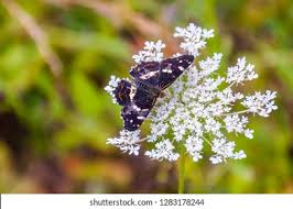 Attēlu rezultāti vaicājumam “Limenitis populi underside”