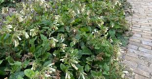 Attēlu rezultāti vaicājumam “Symphytum grandiflorum”