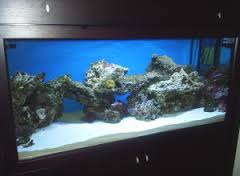 images?qtbnANd9GcRy1yjUvf3gnvNi3 CYr9af jNu momR4kXSGyWeiJEfZnSsUQTfQ - images?qtbnANd9GcRy1yjUvf3gnvNi3 CYr9af jNu momR4kXSGyWeiJEfZnSsUQTfQ