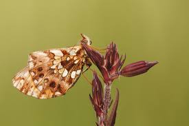 Attēlu rezultāti vaicājumam “Boloria dia upperside”