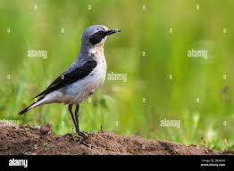 Attēlu rezultāti vaicājumam “Oenanthe oenanthe male”