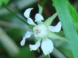 Attēlu rezultāti vaicājumam “Rubus saxatilis flower”