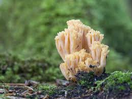 Attēlu rezultāti vaicājumam “Clavaria straminea”