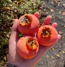 Attēlu rezultāti vaicājumam “Poa angustifolia fruit”