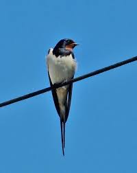 Attēlu rezultāti vaicājumam “Hirundo rustica”