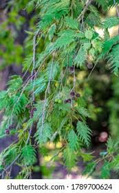 Attēlu rezultāti vaicājumam “Alnus incana female flower”