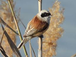 Image result for Remiz pendulinus