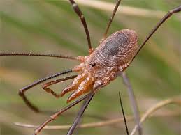 Attēlu rezultāti vaicājumam “Phalangium opilio”