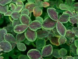 Attēlu rezultāti vaicājumam “Trifolium repens leaf”