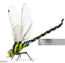 Attēlu rezultāti vaicājumam “Odonata”