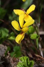 Attēlu rezultāti vaicājumam “Viola collina flower”