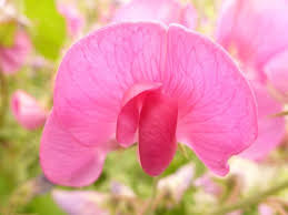 Attēlu rezultāti vaicājumam “Lathyrus latifolius flower”