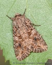 Attēlu rezultāti vaicājumam “Hadula trifolii larva”