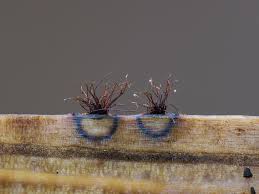 Attēlu rezultāti vaicājumam “Fuligo laevis spores”