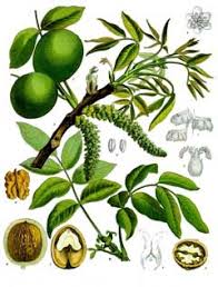 Attēlu rezultāti vaicājumam “Juglans x sinensis fruit”