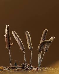 Attēlu rezultāti vaicājumam “Stemonitopsis typhina young”