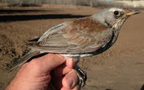 Attēlu rezultāti vaicājumam “Turdus pilaris adult”