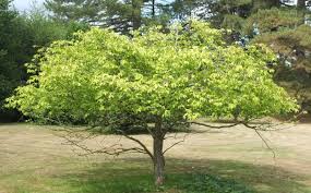 Attēlu rezultāti vaicājumam “Euonymus europaeus”