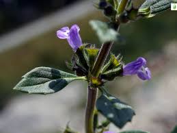 Attēlu rezultāti vaicājumam “Acinos arvensis flower”
